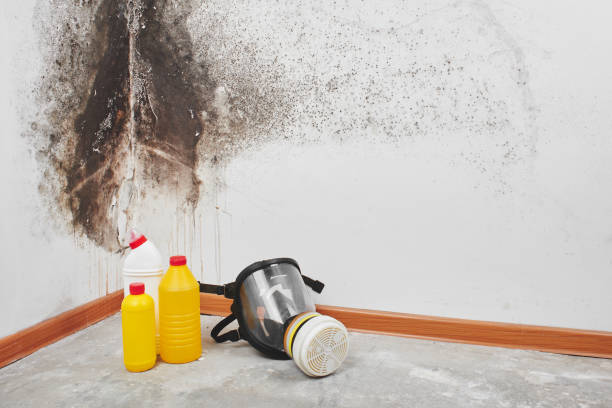 Mold Removal Process in Coldwater, MI