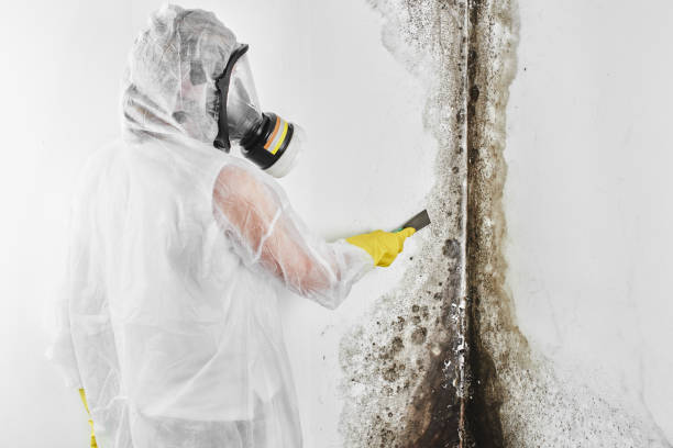 Best Residential Mold Removal  in Coldwater, MI