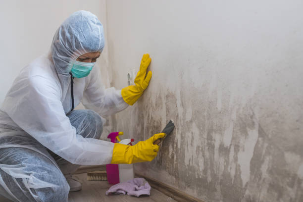 Mold Removal and Inspection in Coldwater, MI