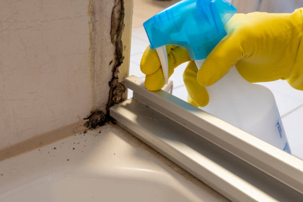 Best Home Mold Removal  in Coldwater, MI