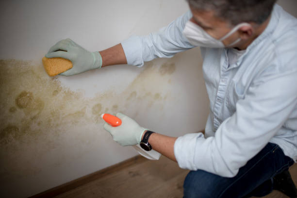 Best Mold Damage Repair  in Coldwater, MI