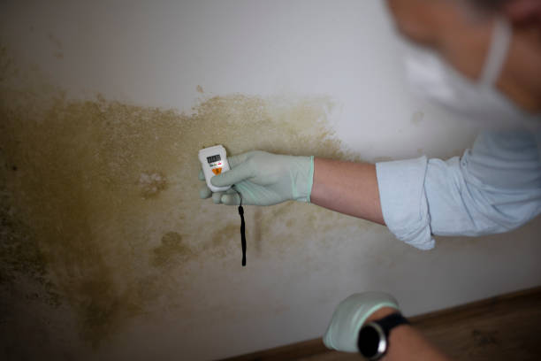 Best Crawl Space Mold Removal  in Coldwater, MI