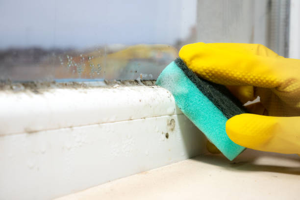 Attic Mold Removal in Coldwater, MI