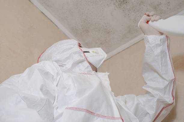 Best Attic Mold Removal  in Coldwater, MI