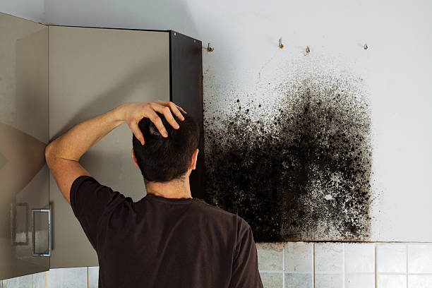Best Mold Removal and Inspection  in Coldwater, MI