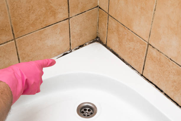 Best Affordable Mold Removal  in Coldwater, MI